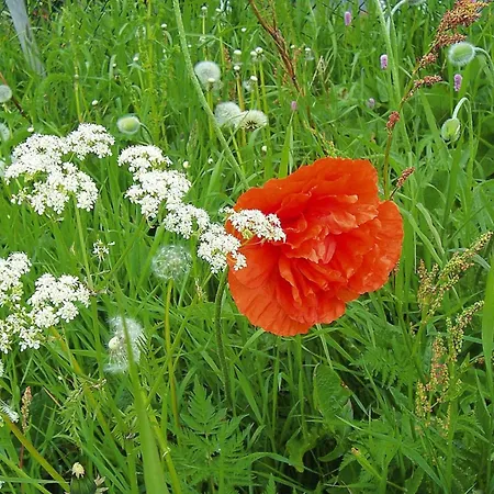 In Near Triberg Falls, Cleaning Included