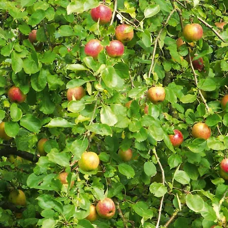 Apartmán In Near Triberg Falls, Cleaning Included Hornberg