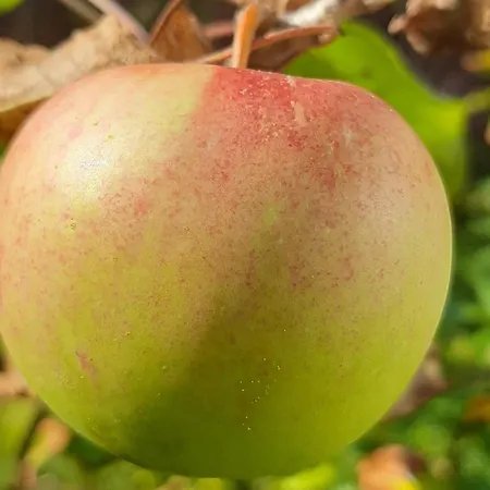 Apartmán In Near Triberg Falls, Cleaning Included